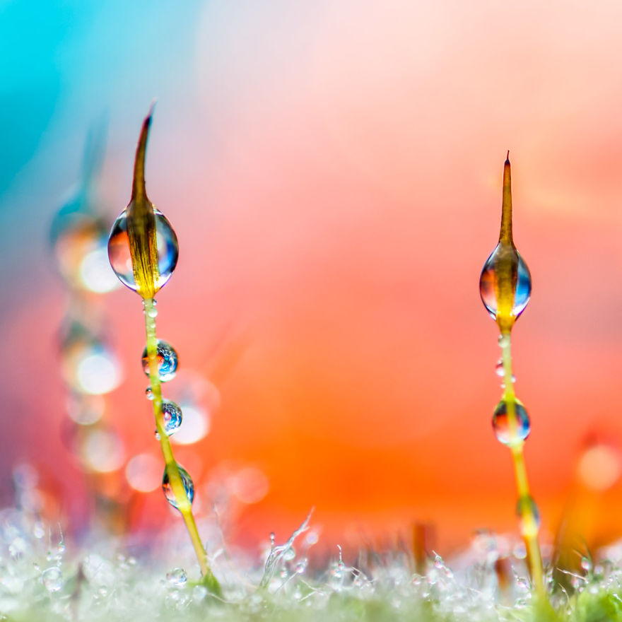 I've Found Parallel Universe In My Garden