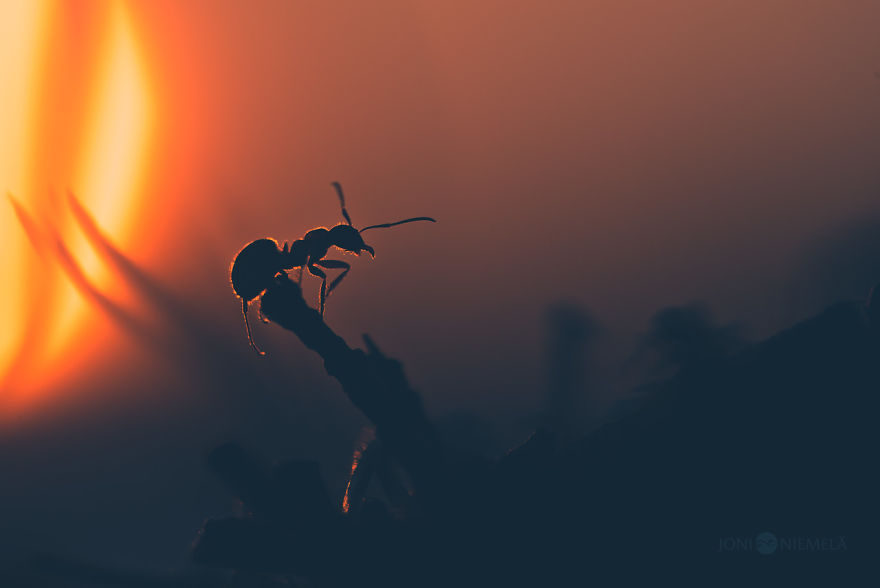 Life Of Ants: I've Spent Many Years Documenting These Tiny Hard Workers