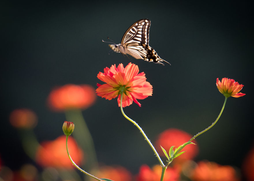My Tips To Photographing Flying Butterflies
