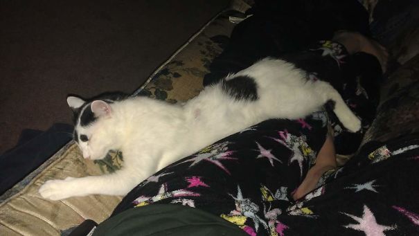 When You Just Can't Move Because They're So Comfortable