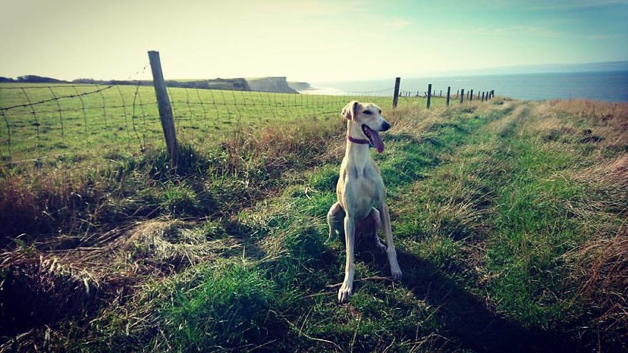 We Took A Stray Dog Home And She Never Left We Took A Stray Dog Home And She Never Left