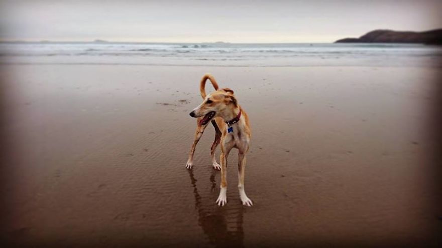 We Took A Stray Dog Home And She Never Left We Took A Stray Dog Home And She Never Left