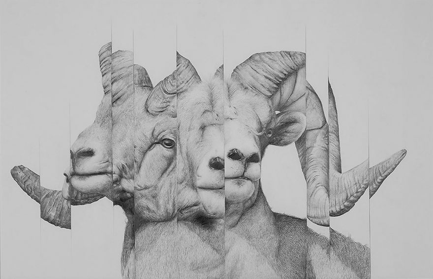 I Drew Some Distorted Animal Portraits I Drew Some Distorted Animal Portraits
