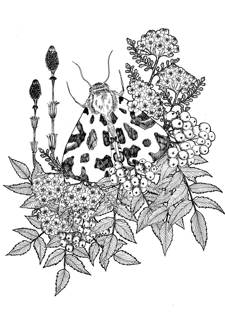 I Merge Animals And Plants Into One Drawing