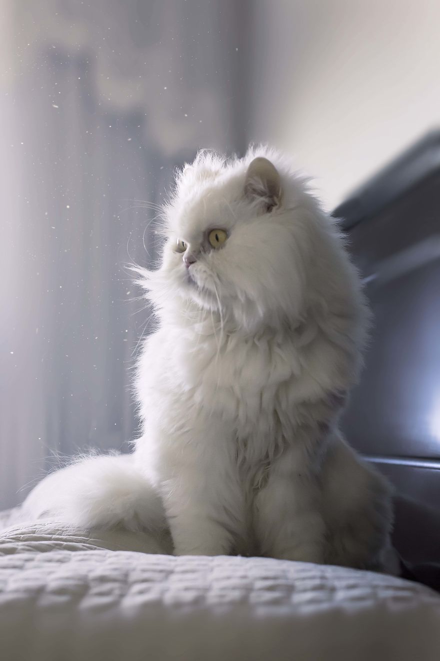 I Photograph Pets In Funny Moments To Raise Money For Charity