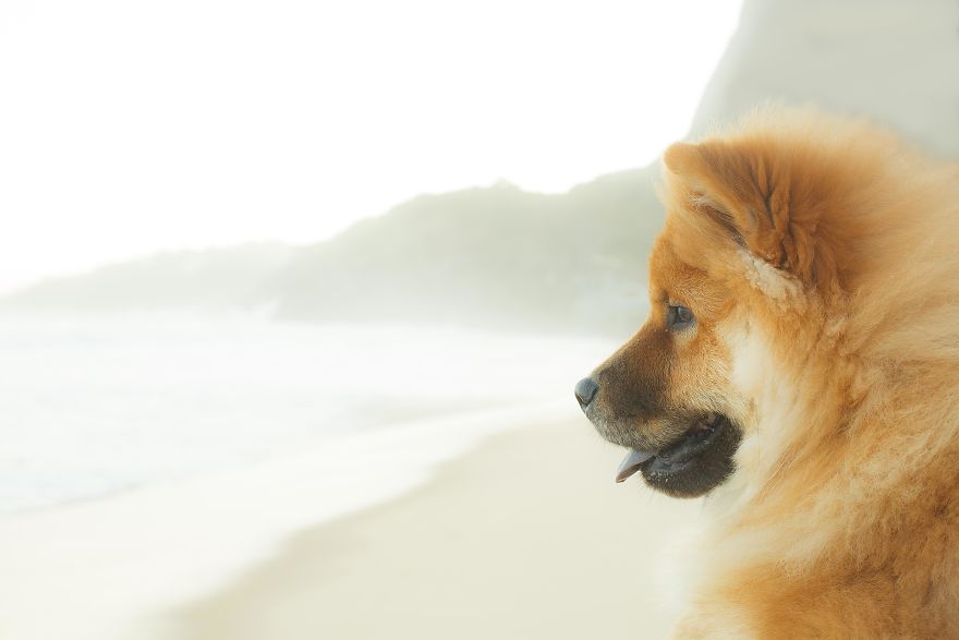 I Photograph Pets In Funny Moments To Raise Money For Charity