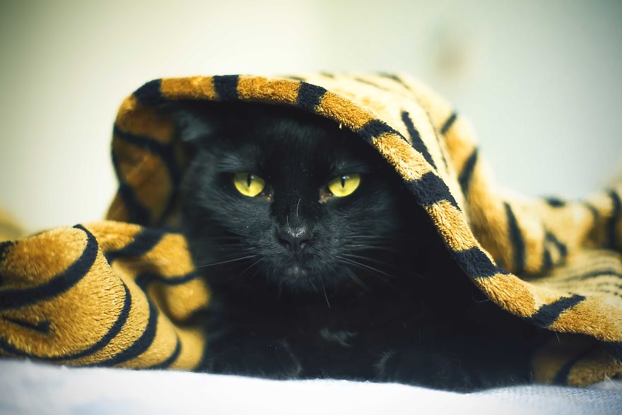 I Photograph Pets In Funny Moments To Raise Money For Charity