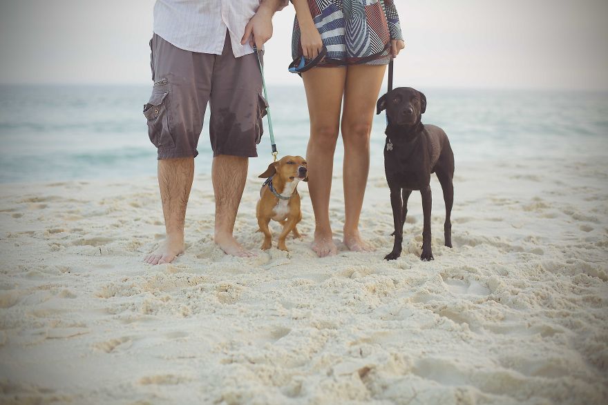 I Photograph Pets In Funny Moments To Raise Money For Charity