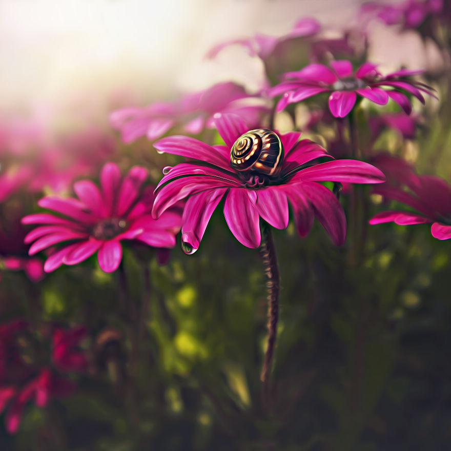 I Turn My Macro Shots Into Looking Smooth And Silky