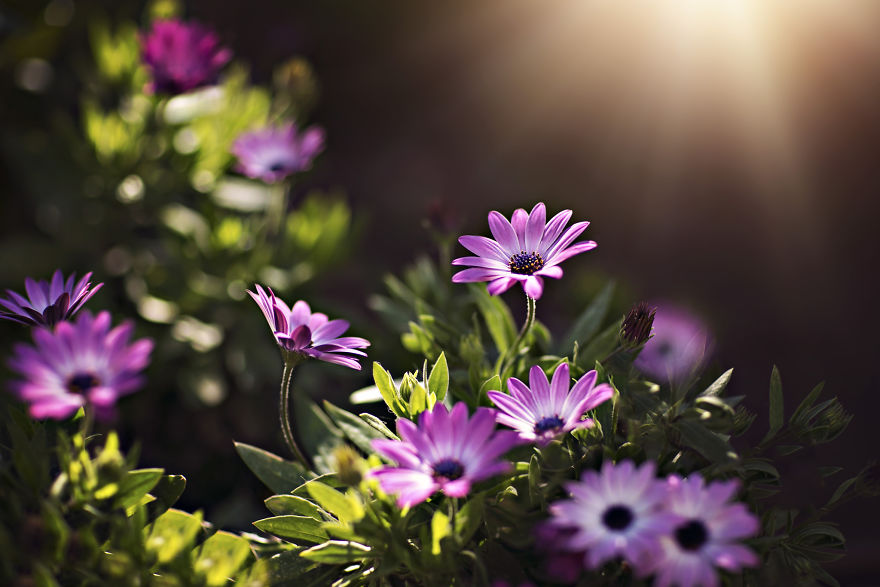 I Turn My Macro Shots Into Looking Smooth And Silky