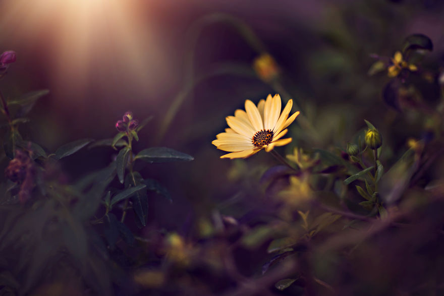 I Turn My Macro Shots Into Looking Smooth And Silky