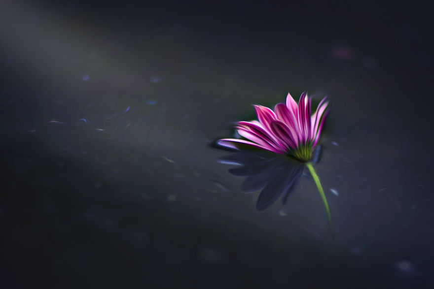 I Turn My Macro Shots Into Looking Smooth And Silky