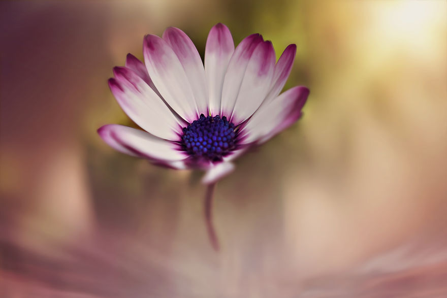 I Turn My Macro Shots Into Looking Smooth And Silky