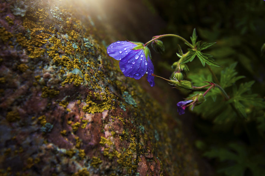 I Turn My Macro Shots Into Looking Smooth And Silky