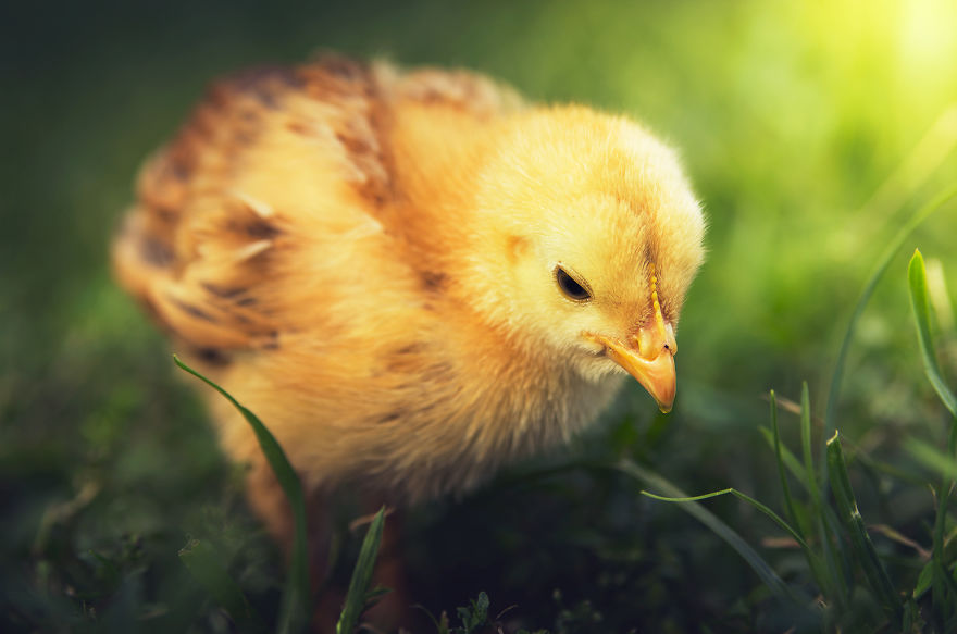 Can You See The Life Behind The Form?
i Take Animal Portraits To Show Life Is The Same Behind All Form