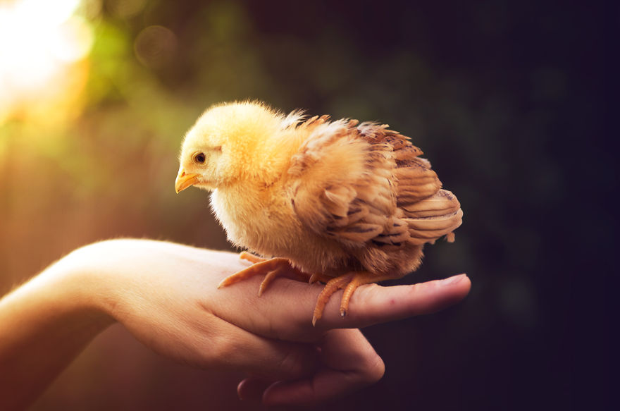 Can You See The Life Behind The Form?
i Take Animal Portraits To Show Life Is The Same Behind All Form Can You See The Life Behind The Form?
i Take Animal Portraits To Show Life Is The Same Behind All Form