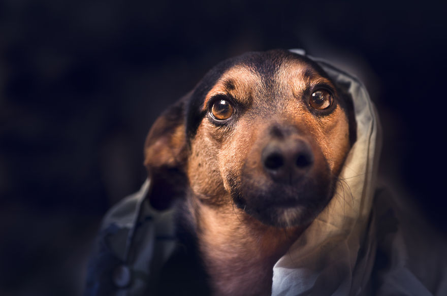 Can You See The Life Behind The Form?
i Take Animal Portraits To Show Life Is The Same Behind All Form Can You See The Life Behind The Form?
i Take Animal Portraits To Show Life Is The Same Behind All Form