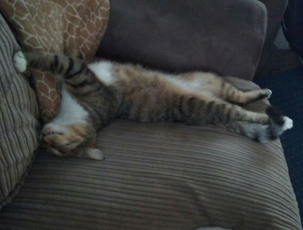 Leo's Usual Nap Style