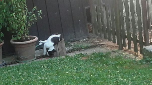 Cat Sleeping On A Stump!