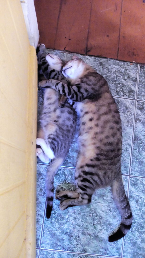 Big Brother And Little Sister