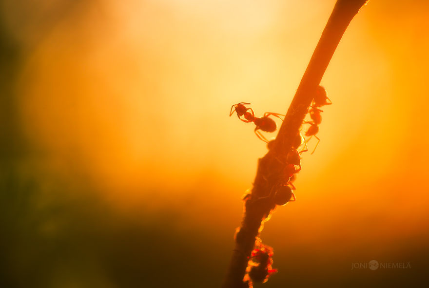 Life Of Ants: I've Spent Many Years Documenting These Tiny Hard Workers Life Of Ants: I've Spent Many Years Documenting These Tiny Hard Workers