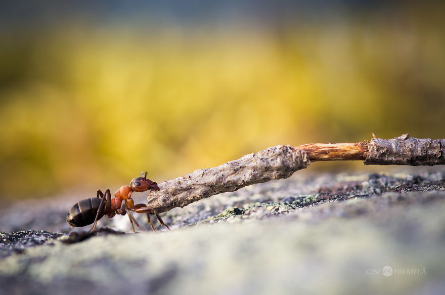 Life Of Ants: I've Spent Many Years Documenting These Tiny Hard Workers Life Of Ants: I've Spent Many Years Documenting These Tiny Hard Workers