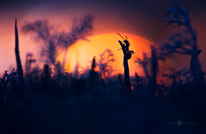 Life Of Ants: I’ve Spent Many Years Documenting These Tiny Hard Workers