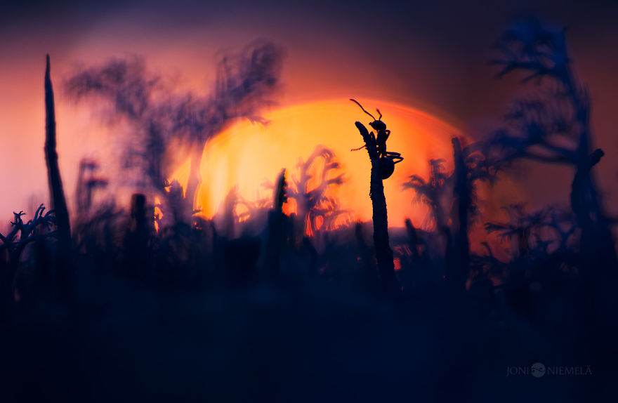 Life Of Ants: I've Spent Many Years Documenting These Tiny Hard Workers Life Of Ants: I've Spent Many Years Documenting These Tiny Hard Workers