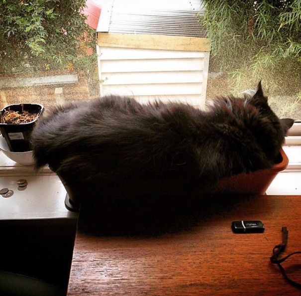 Lily's Bed Is A Flower Pot.