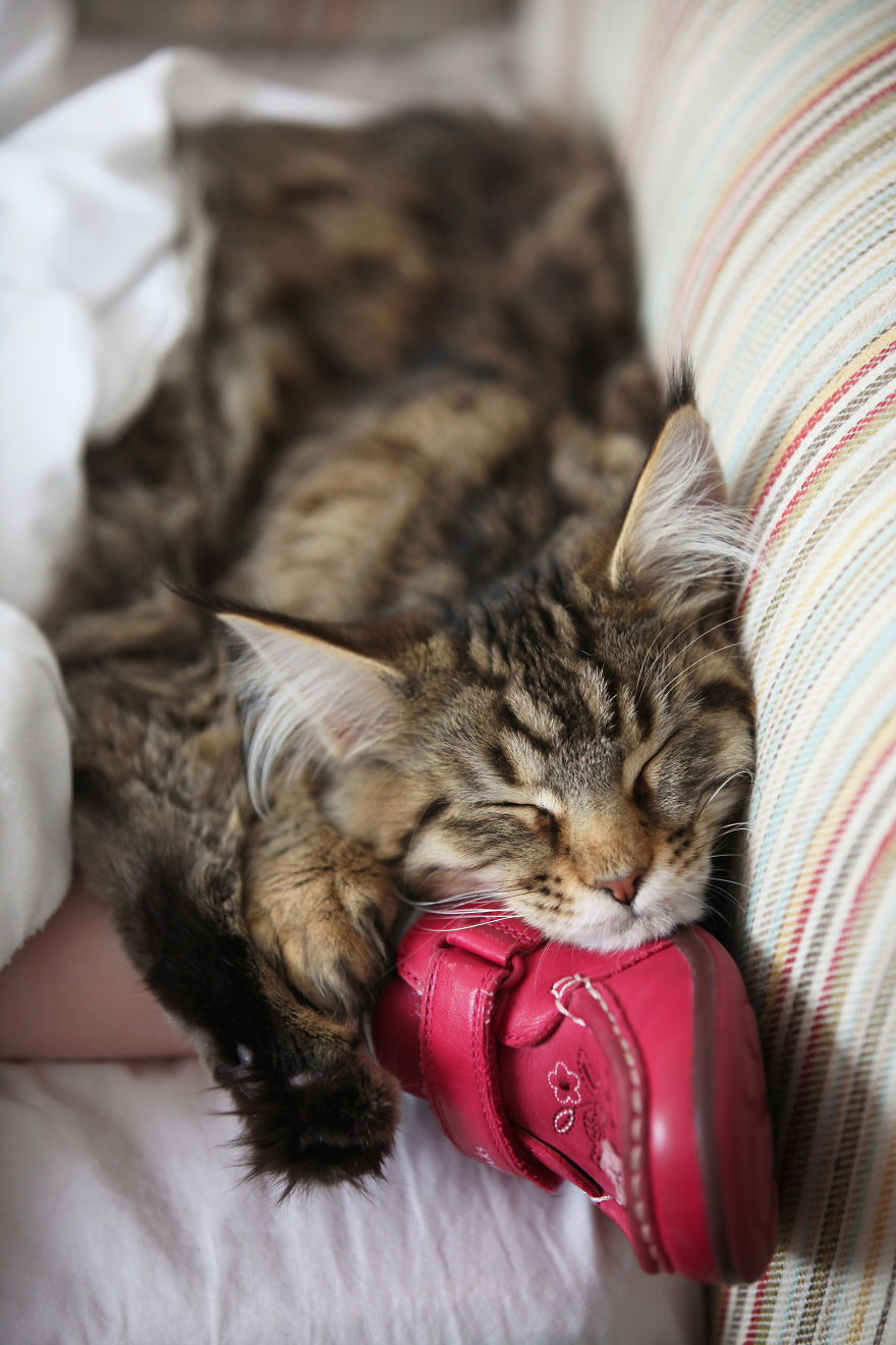 Why Maine Coon Cats Are So Cool Why Maine Coon Cats Are So Cool