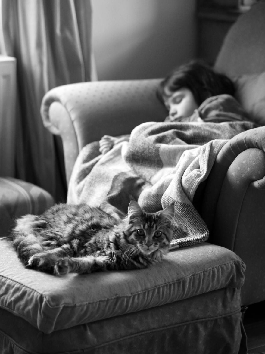 Why Maine Coon Cats Are So Cool Why Maine Coon Cats Are So Cool