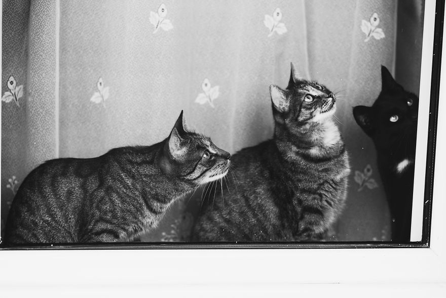 Cat And Window - A Perfect Mix