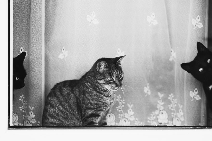 Cat And Window - A Perfect Mix
