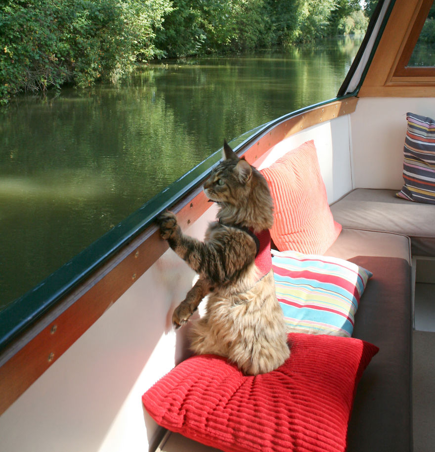 Why Maine Coon Cats Are So Cool Why Maine Coon Cats Are So Cool