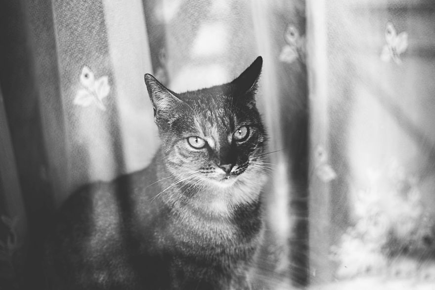 Cat And Window - A Perfect Mix