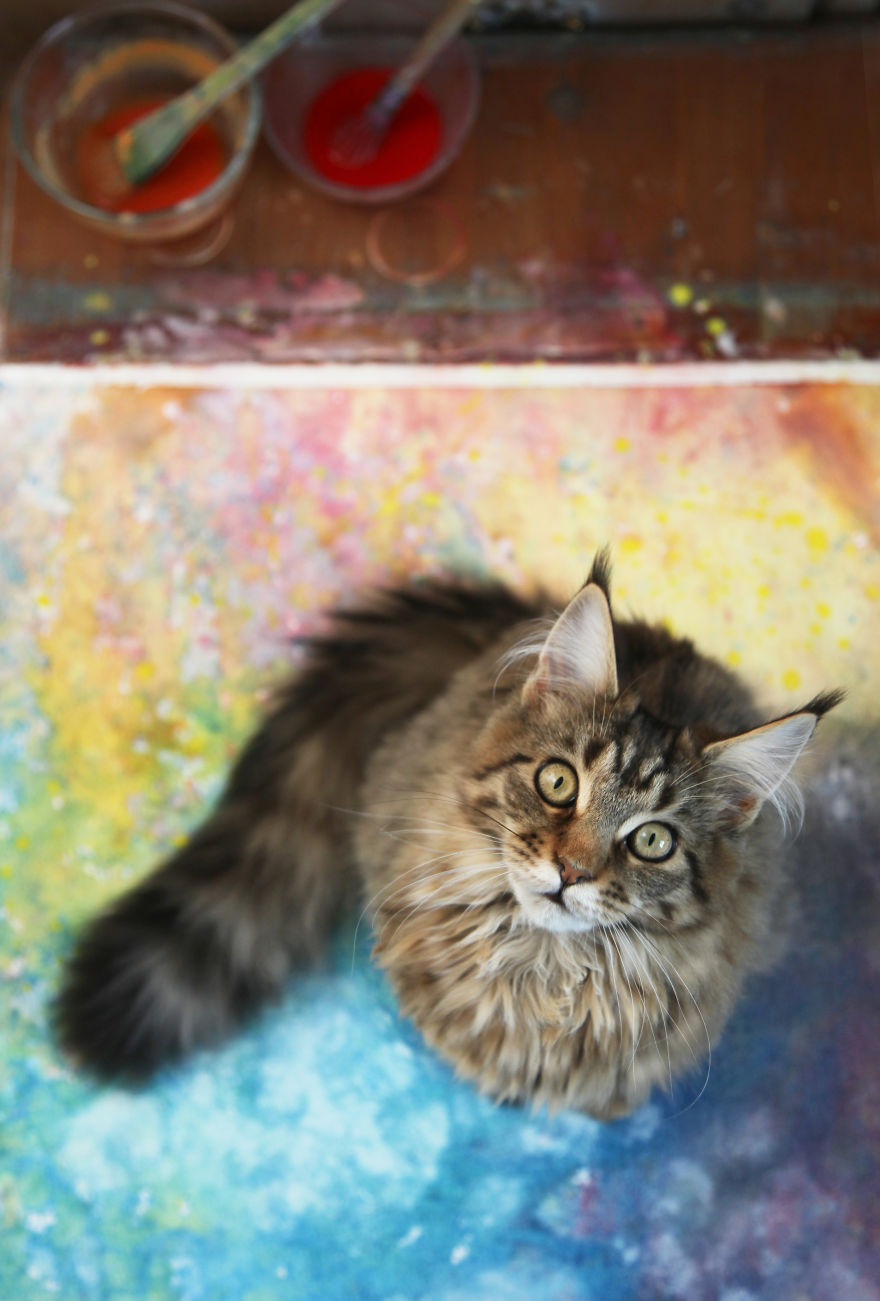 Why Maine Coon Cats Are So Cool Why Maine Coon Cats Are So Cool