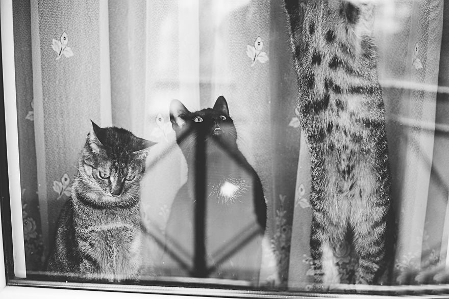 Cat And Window - A Perfect Mix