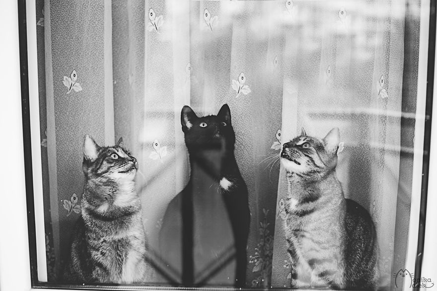 Cat And Window - A Perfect Mix