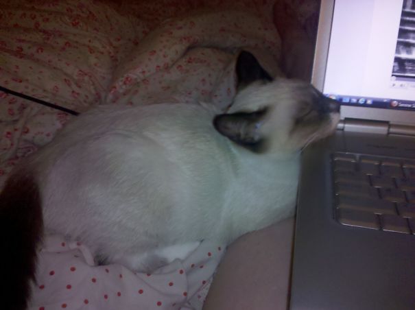 Bertie's High Tech Pillow