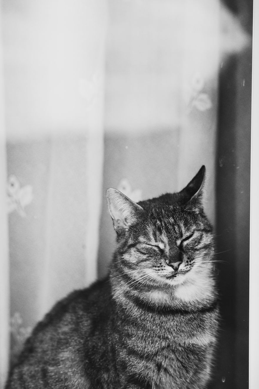 Cat And Window - A Perfect Mix