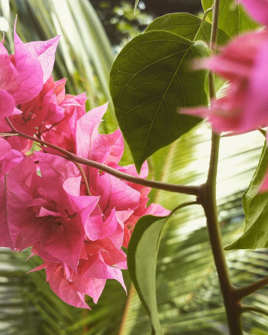 My Nature Photography