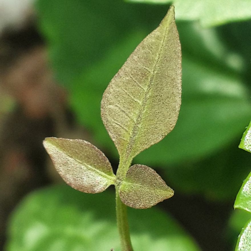 My Nature Photography