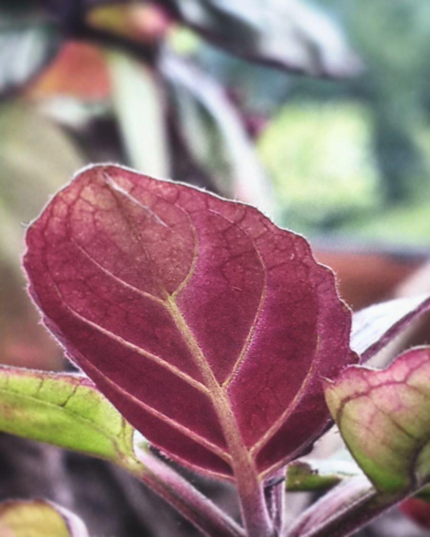 My Nature Photography