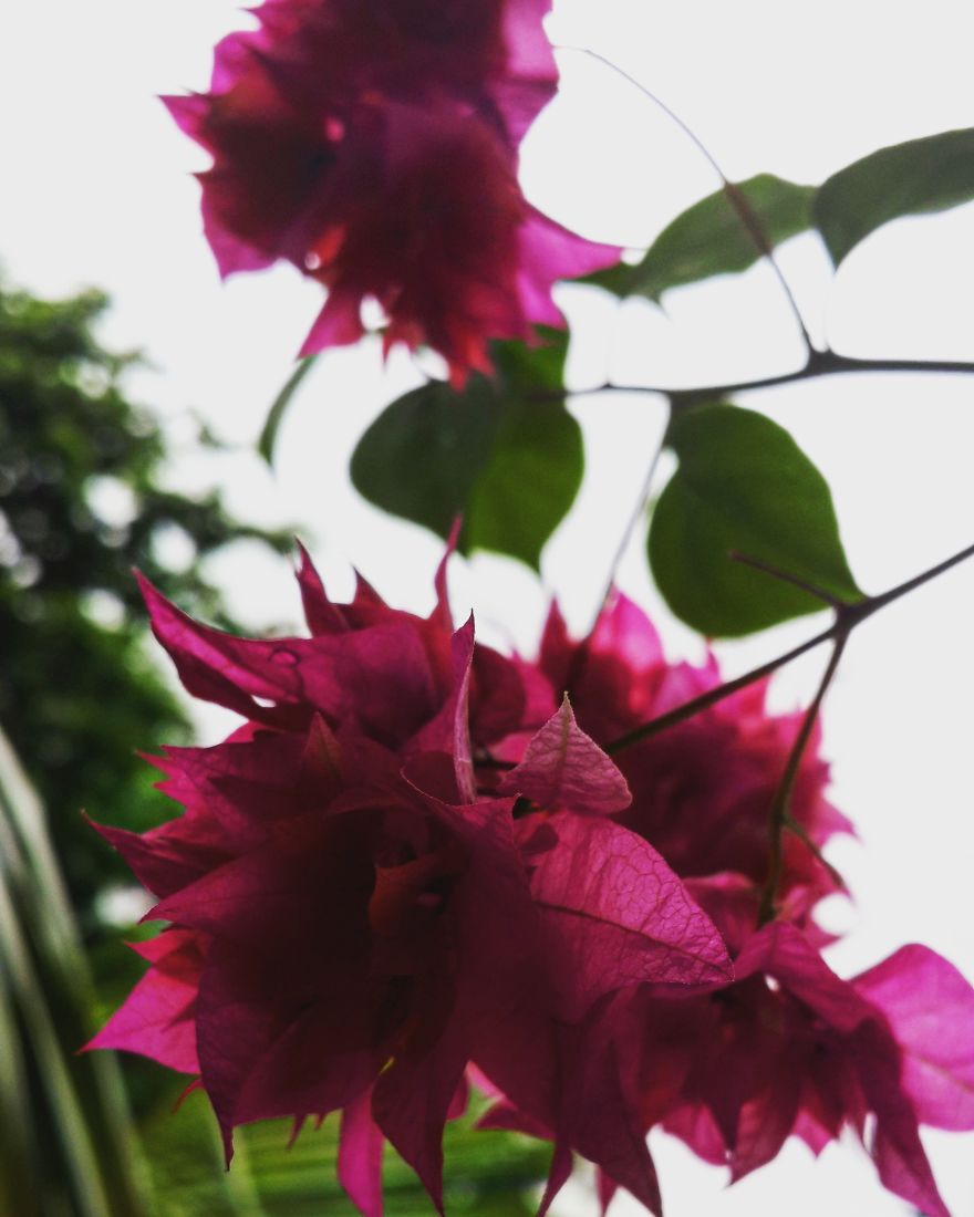 My Nature Photography