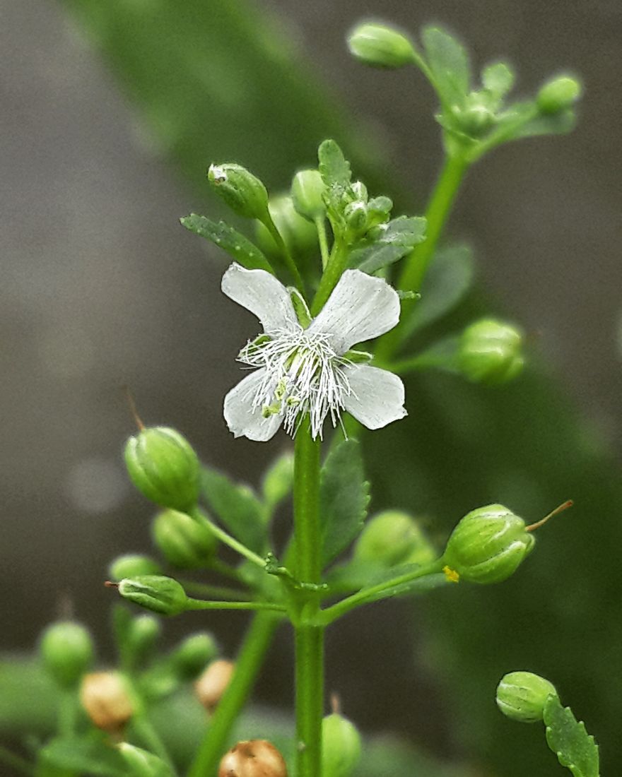 My Nature Photography