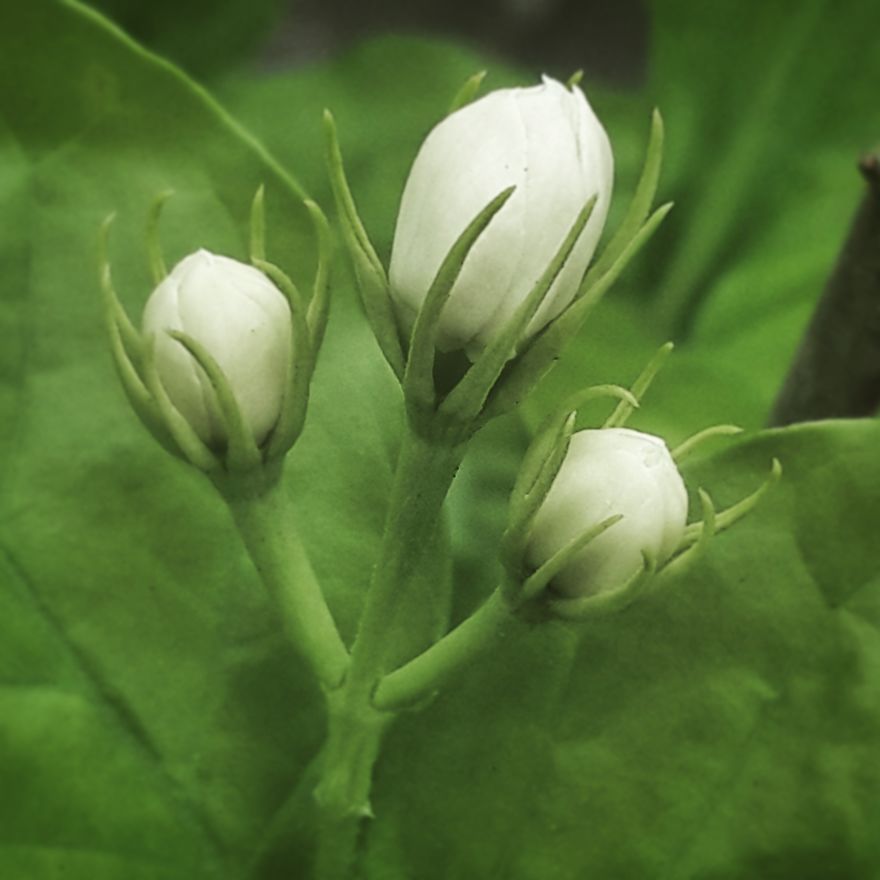 My Nature Photography