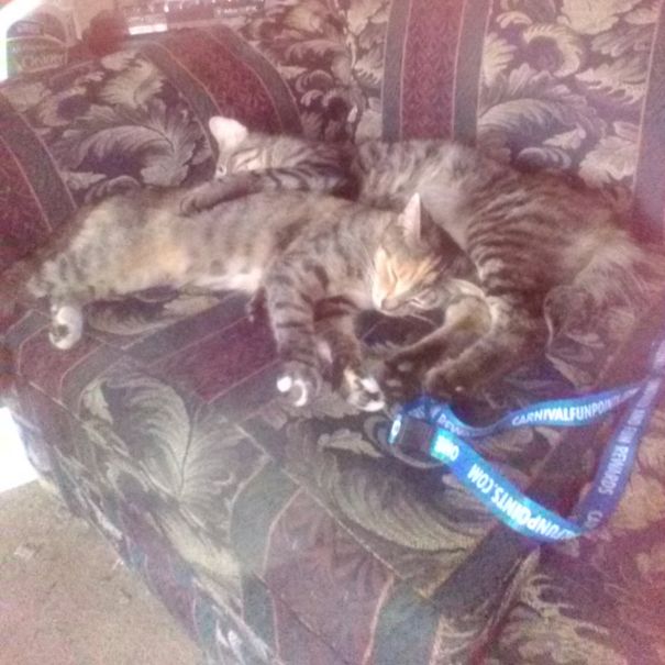 I Think They Made Their Selves At Home.