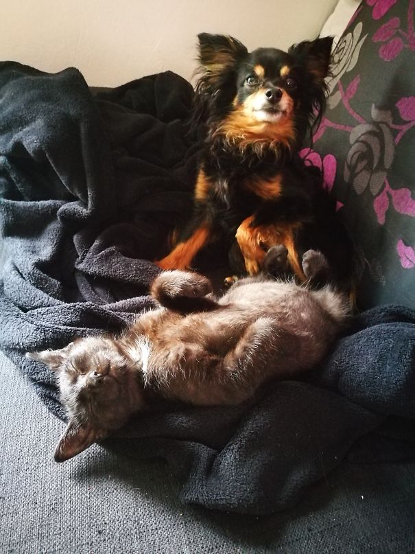 He Needs His Dog Bodyguard.