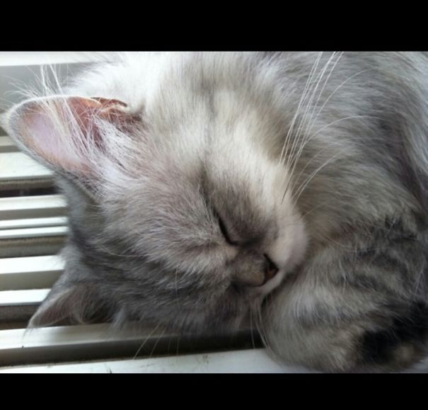 Sleeping Cat