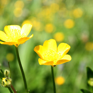 markbridgeman avatar